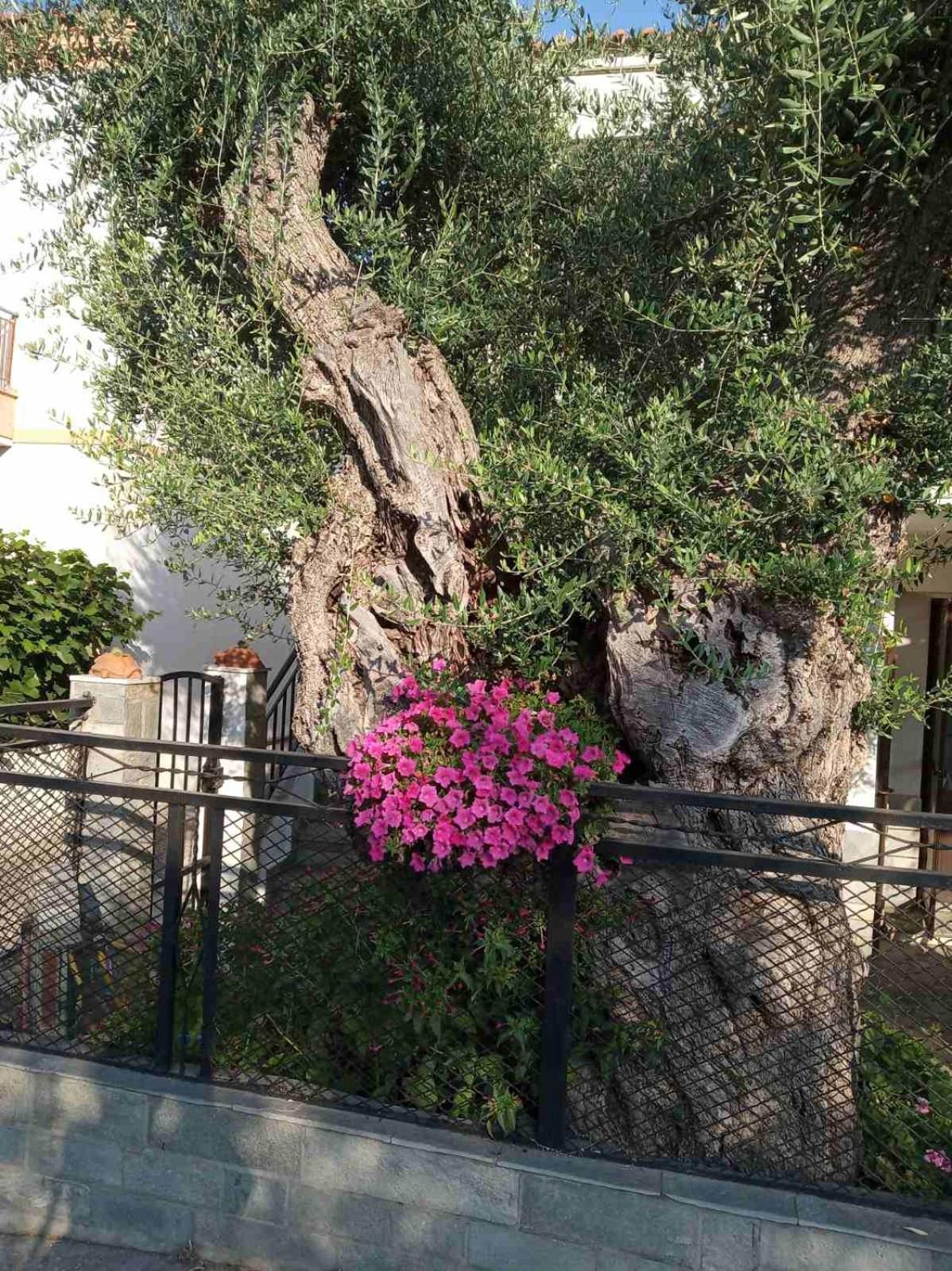 Aegean Balcony Villa Skala Kallirachis Exterior photo
